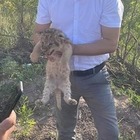 Работники зоопарка в Караганде хотели незаконно продать двух львят. Мужчин задержали