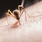 Почему одних людей комары кусают чаще других, выяснили биологи