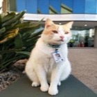 Кота взяли на работу охранником в Австралии