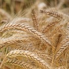 Россия предложила ограничить экспорт зерна всем странам ЕАЭС. Казахстан выступает против