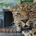В алматинском зоопарке усыпили леопарда