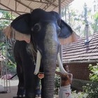 В одном храме Индии живого ритуального слона заменили на механического
