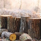 В Казахстане ужесточат ответственность за незаконную вырубку деревьев