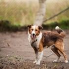 Приют для животных Zoohome Almaty закрывается