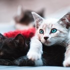 Исследование: Коты не любят трудиться ради еды