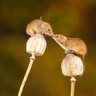 Ученые обнаружили, что некоторые штаммы коронавируса заразны для мышей