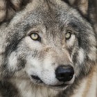 Ученые: Волки оказались способны привязываться к людям