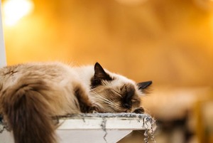 Solo Cat Café: Кошачье кафе для людей в Алматы