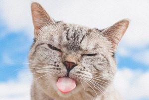 Марихуана, которая убивает рак, проект по сохранению джейранов и видео с кошками и собаками