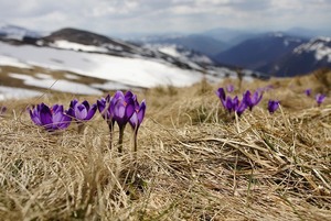 Как провести Наурыз: Убраться дома, посадить дерево и поесть Наурыз көже