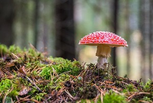 Хочу съесть мухомор. К чему готовиться?