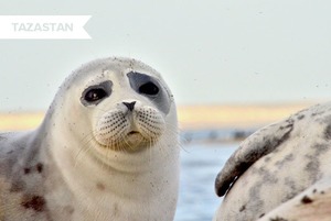 Почему гибнут каспийские тюлени — вид, который больше нигде не встречается