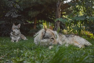 Какие животные обитают в домах алматинцев?